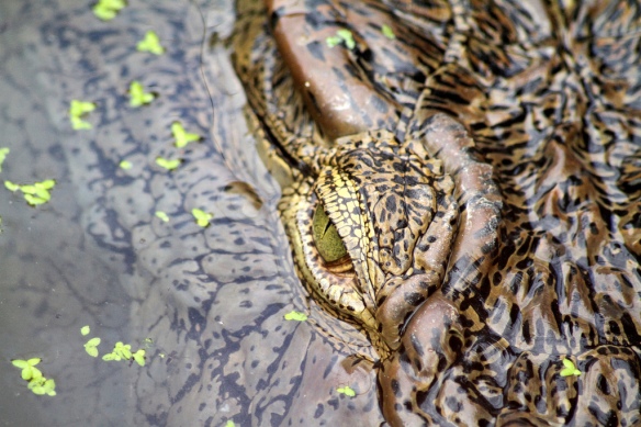 Crocodile du fleuve Niger